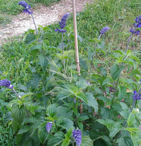 Salvia indigo spires