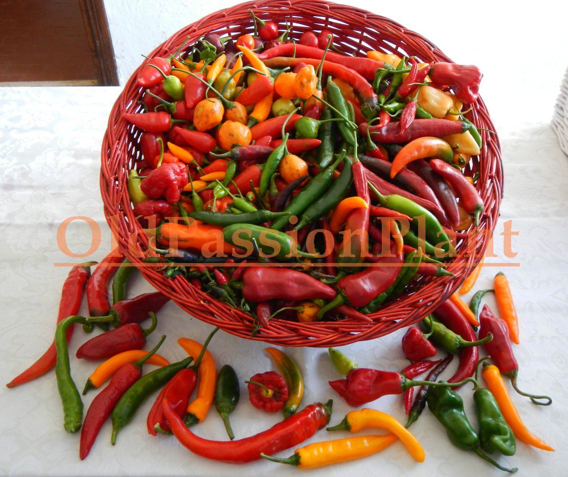 Cesto di peperoncini Cesto di peperoncini